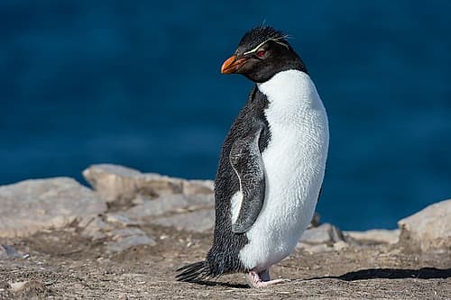 Portrait of a rockhopper penguin-Eudyptes chrysocome Pebble Island-Falkland Islands Art Print